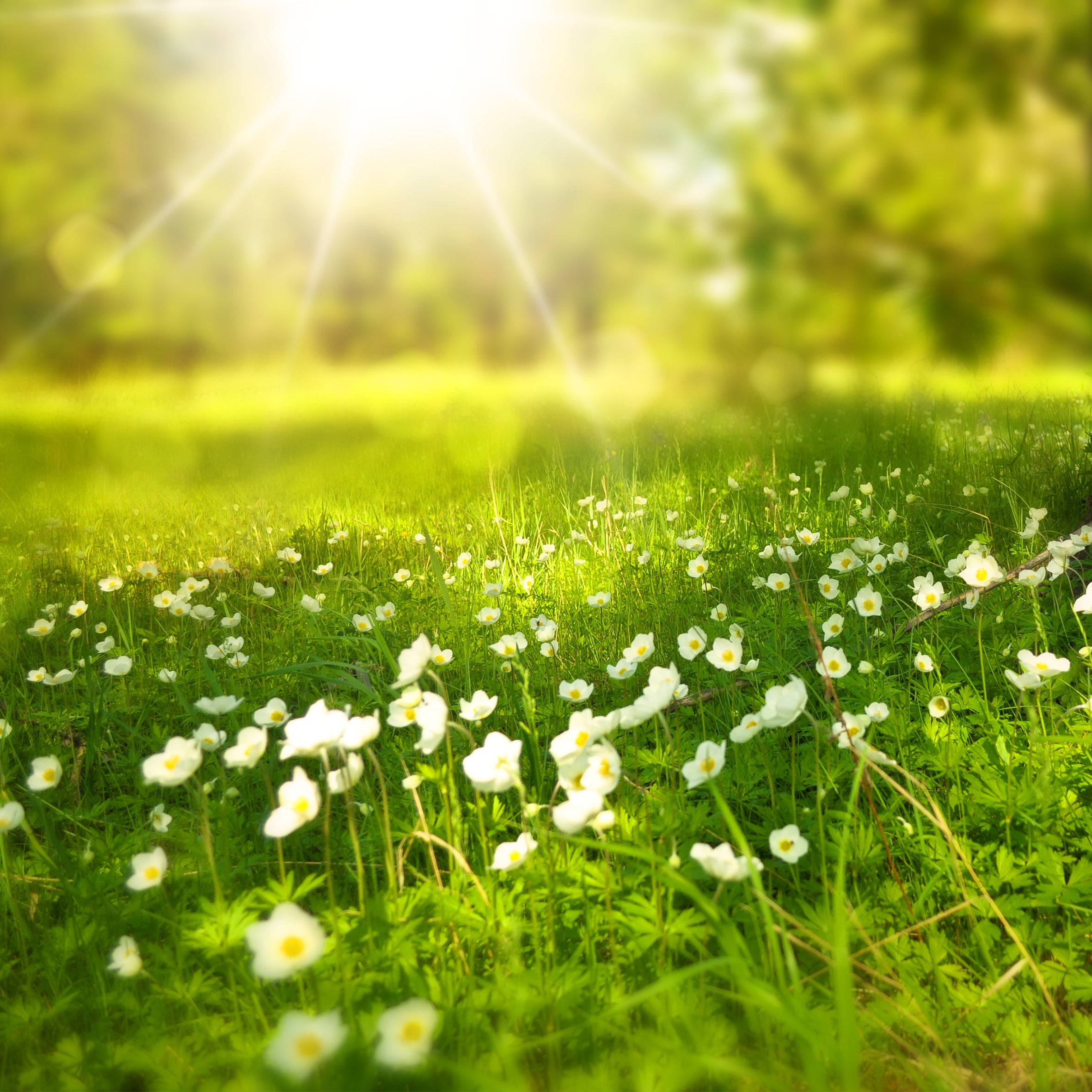 4Spring Fragrance Oil