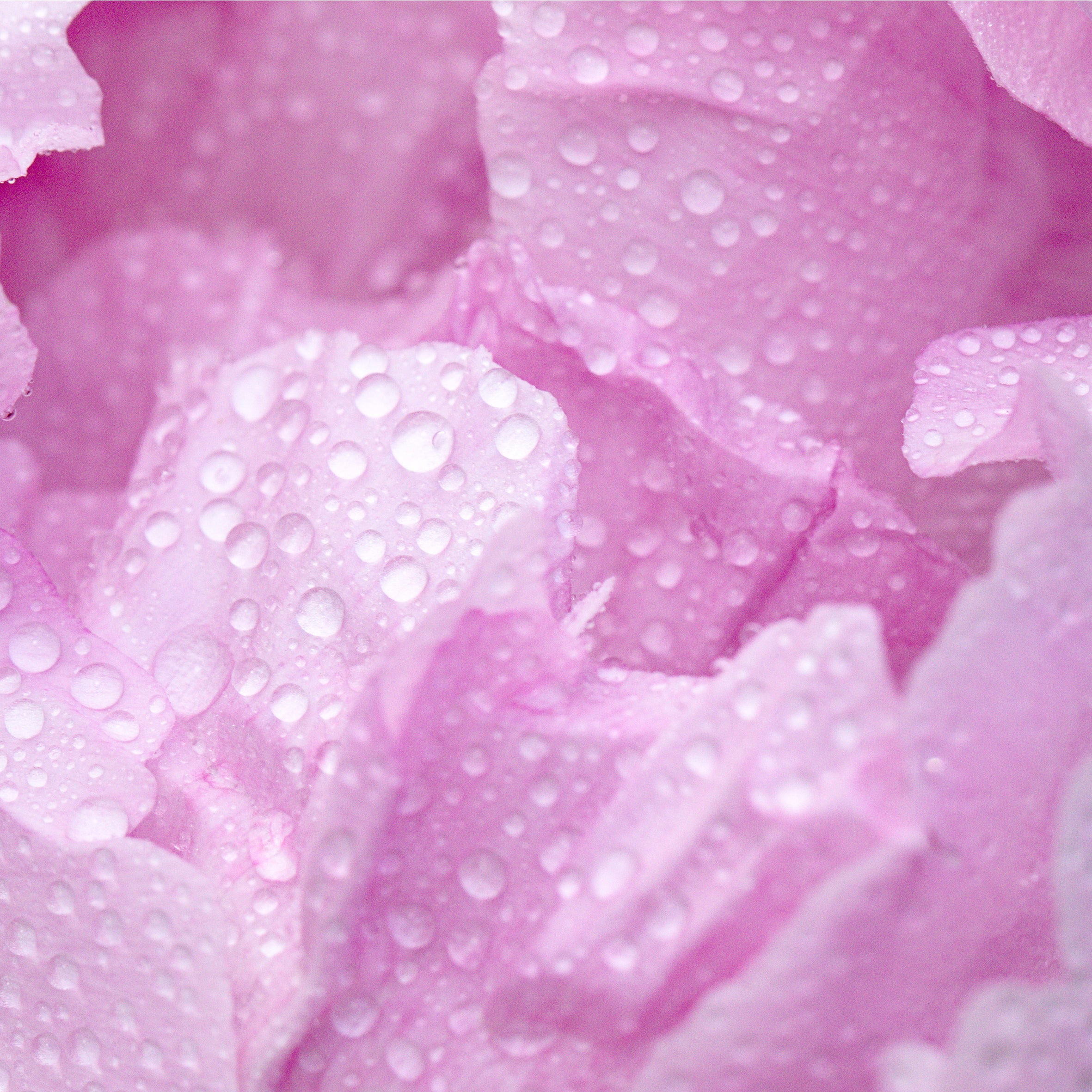 4Stella Fragrance Oil