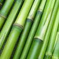 4Bamboo Fragrance Oil