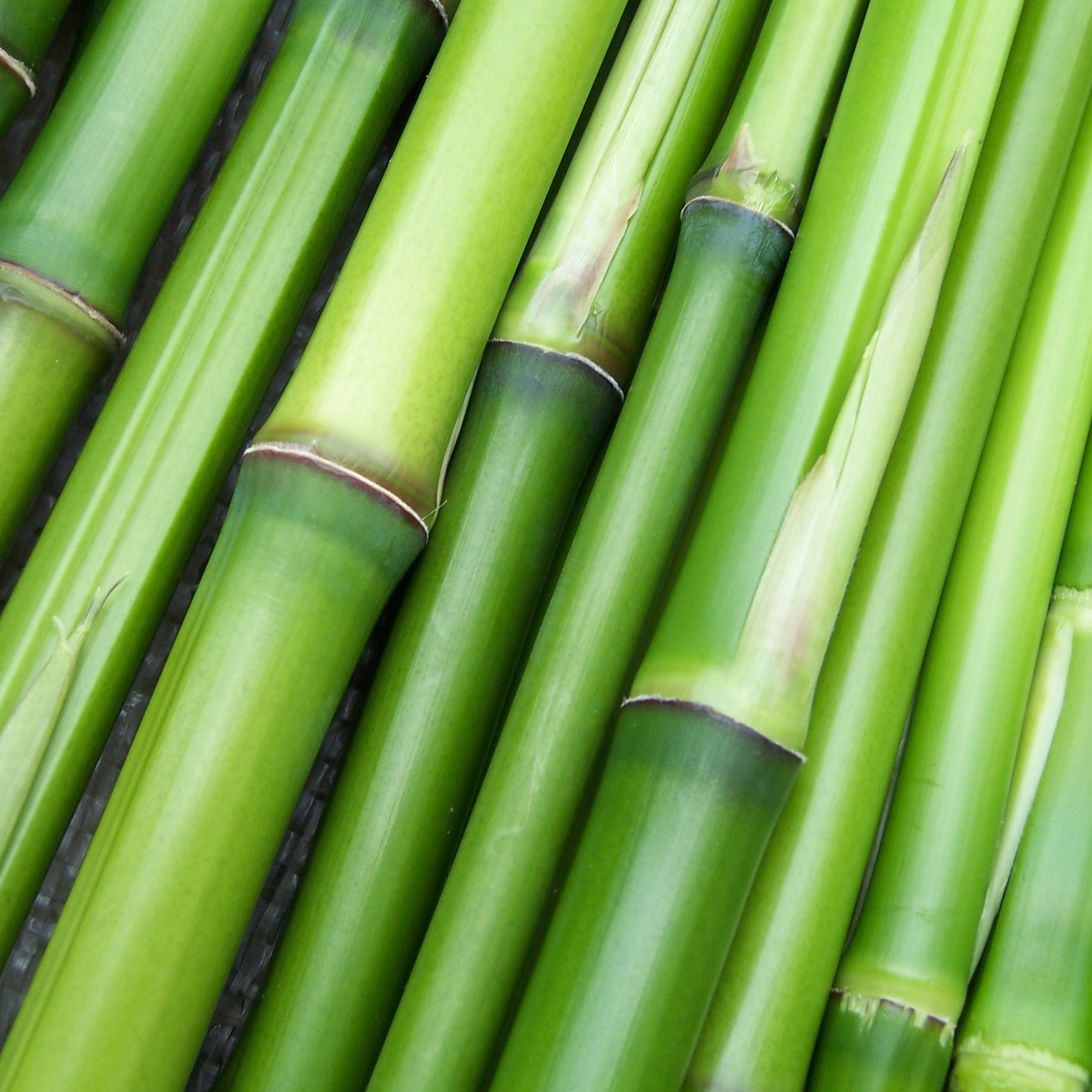 4Bamboo Fragrance Oil