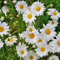 4Daisy Fragrance Oil (PF)
