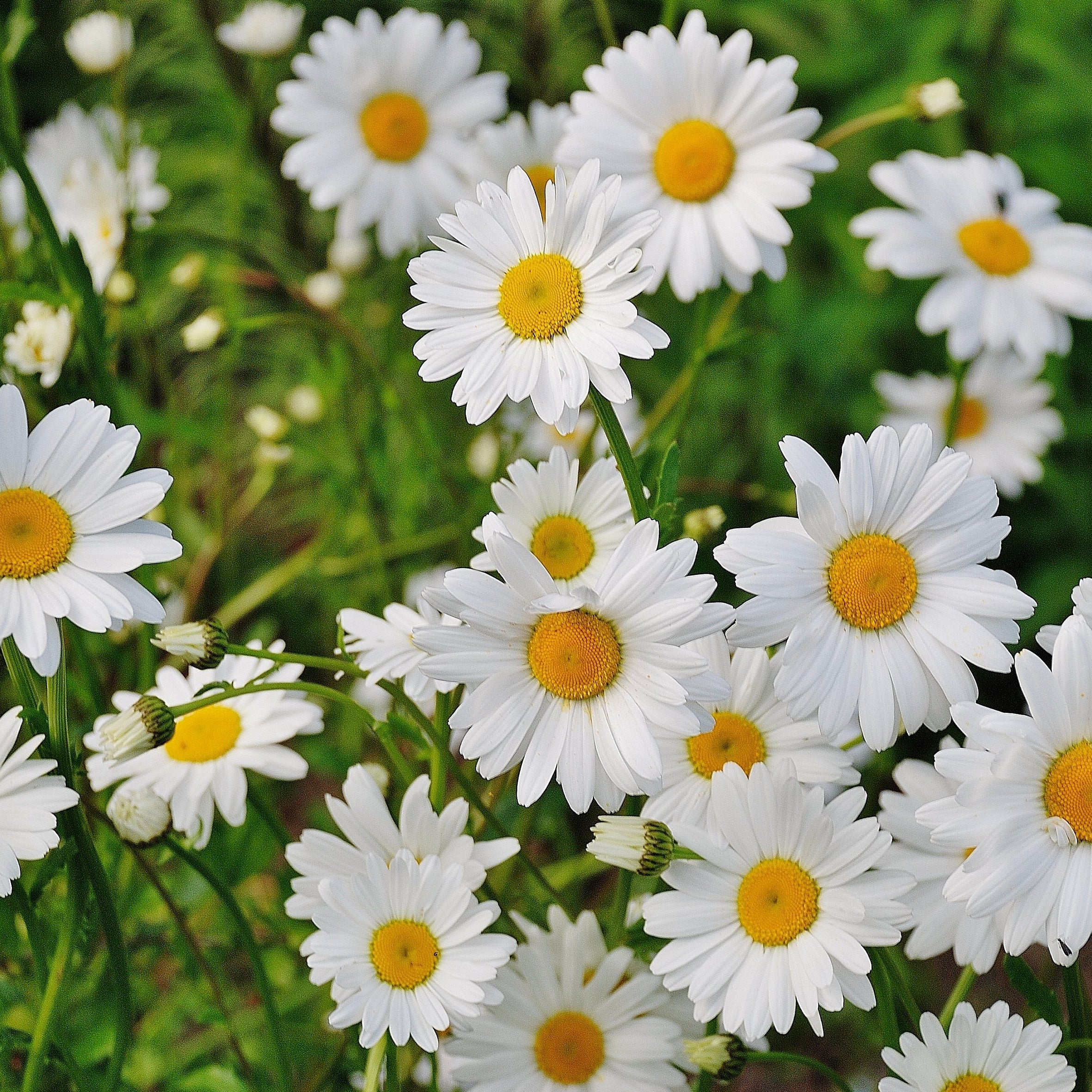 4Daisy Fragrance Oil (PF)