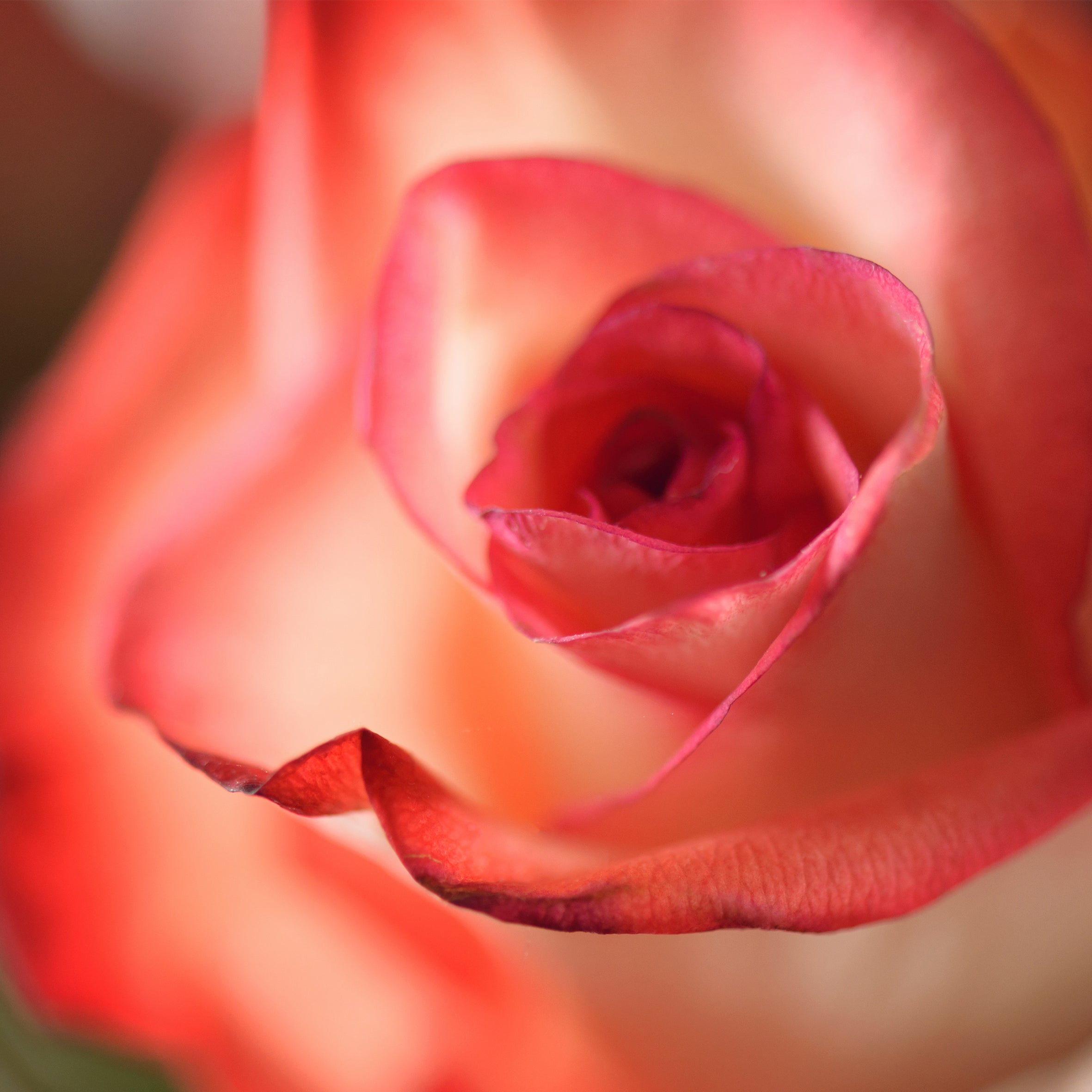 4Lavish Fragrance Oil