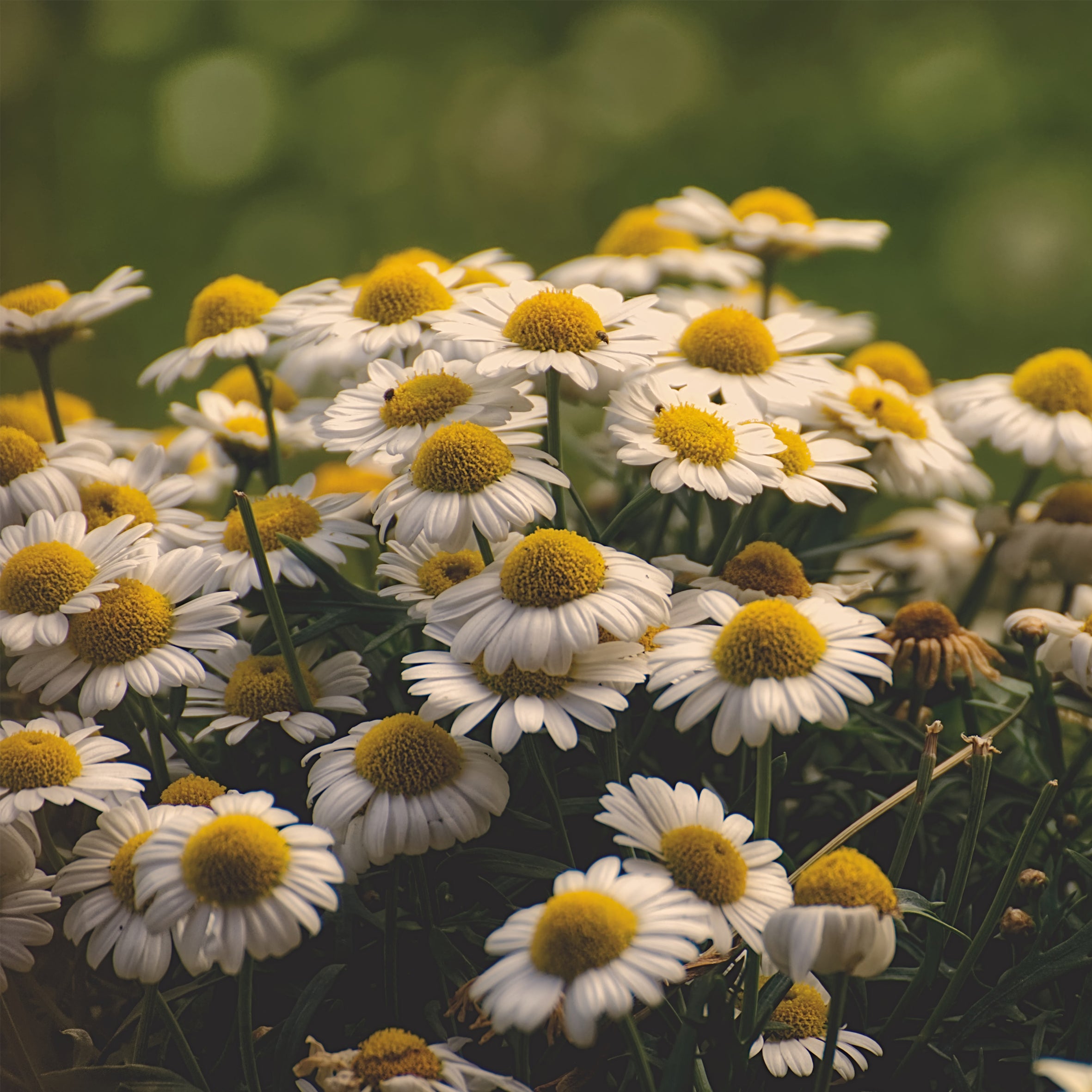 Camomile Fragrance Oil