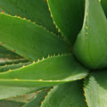 Aloe Vera Fragrance Oil