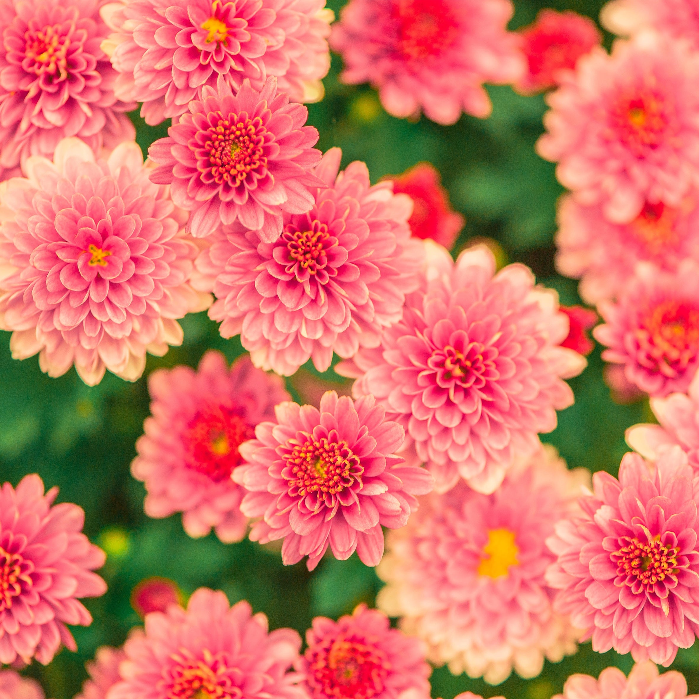 Amelie Mae Fragrance Oil (PF)