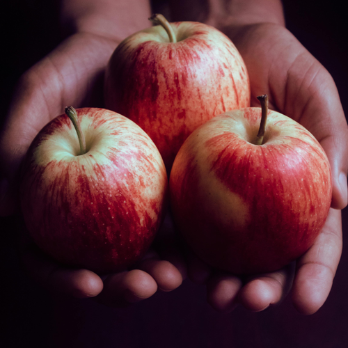 Hands holding apples