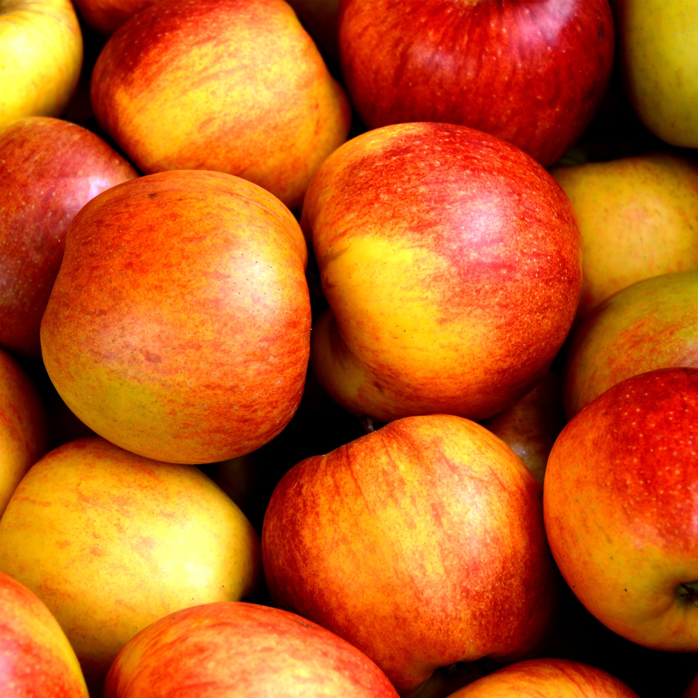 Apple Fragrance Oil (PF)