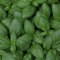 Basil & Herb Fragrance Oil (PF)