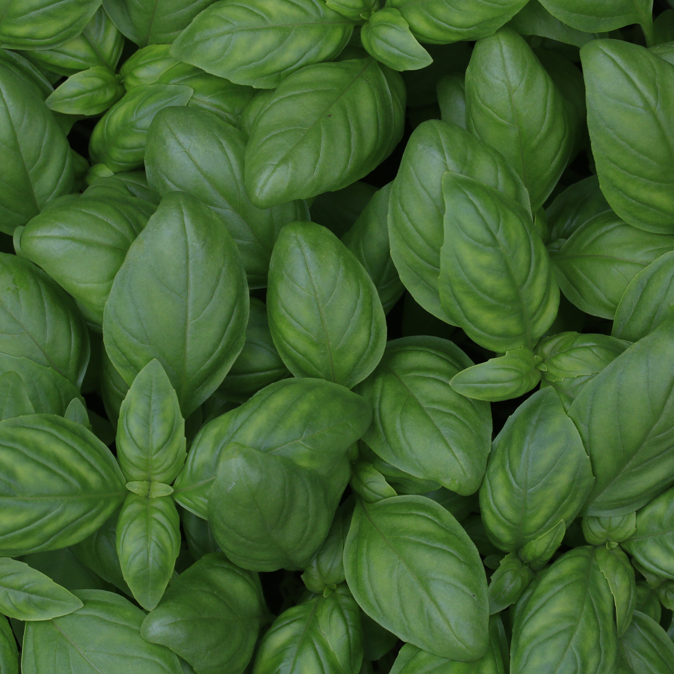 Basil & Herb Fragrance Oil (PF)
