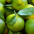 Bergamot Fragrance Oil