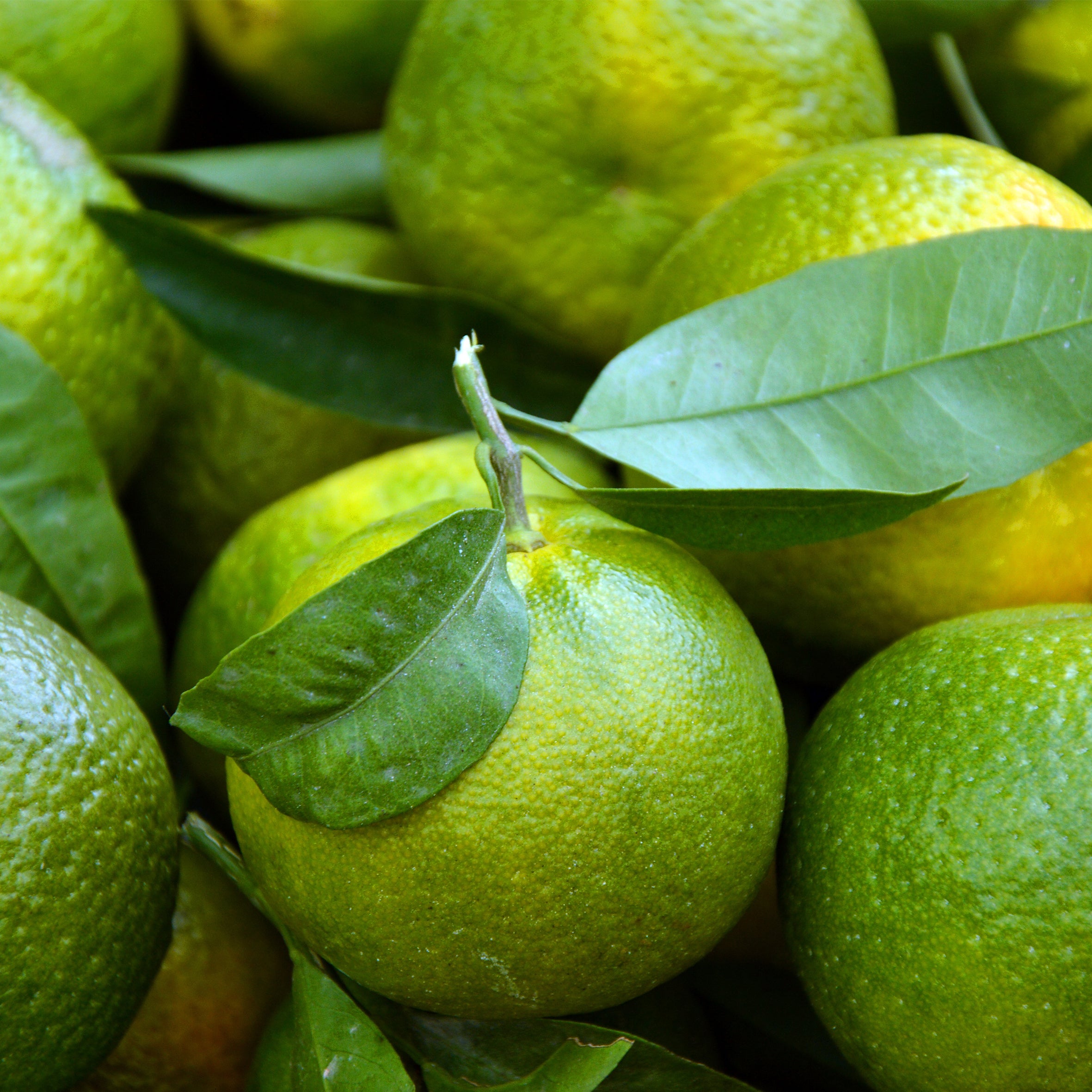 Bergamot Fragrance Oil