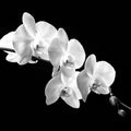 Black Pearl Orchid Fragrance Oil (PF)
