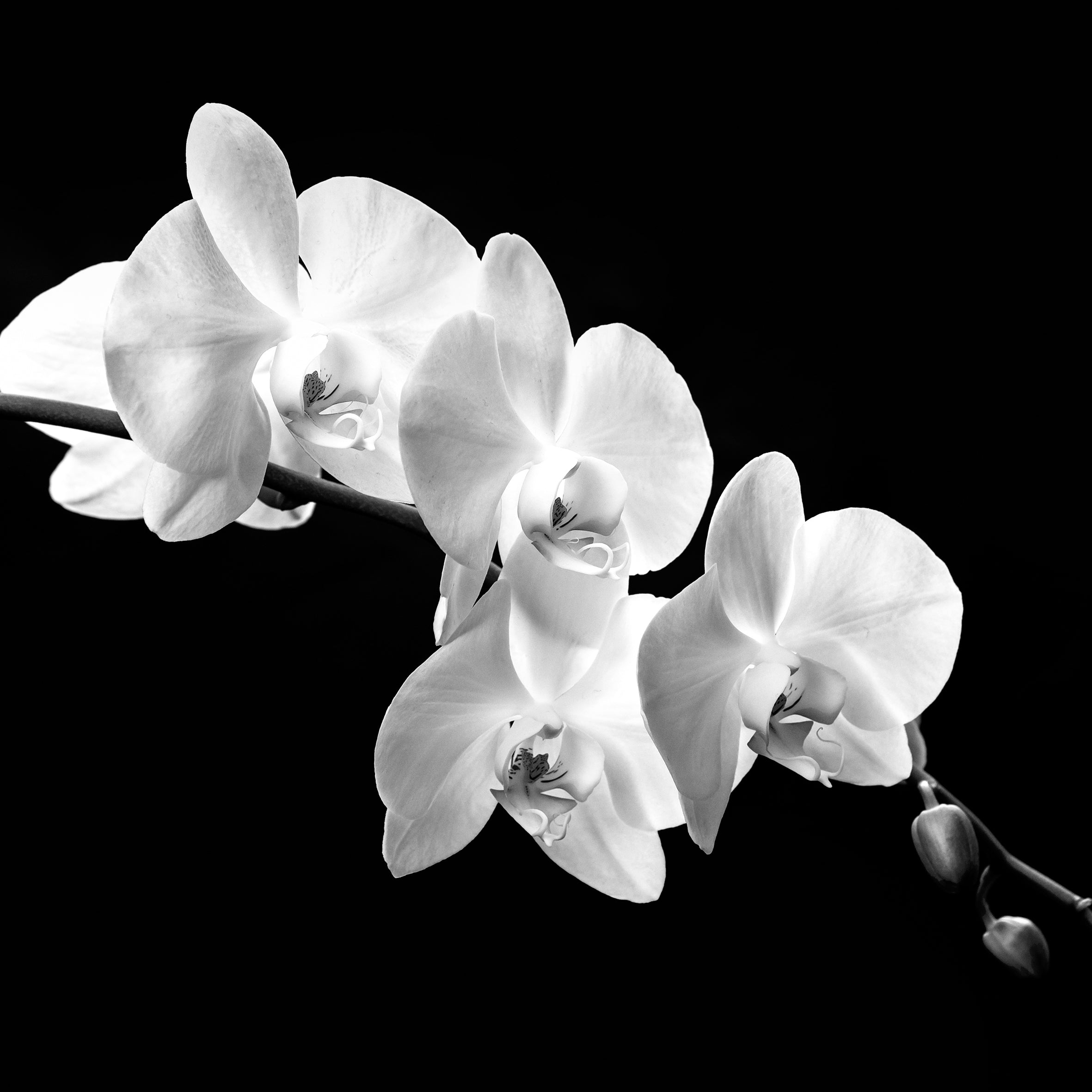 Black Pearl Orchid Fragrance Oil (PF)