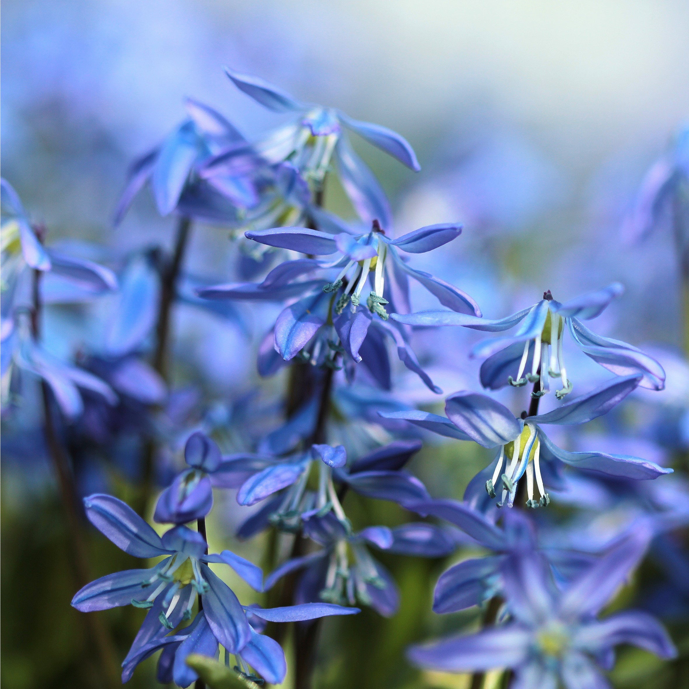 Blue Bells Fragrance Oil