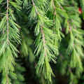 Christmas Cedar Fragrance Oil