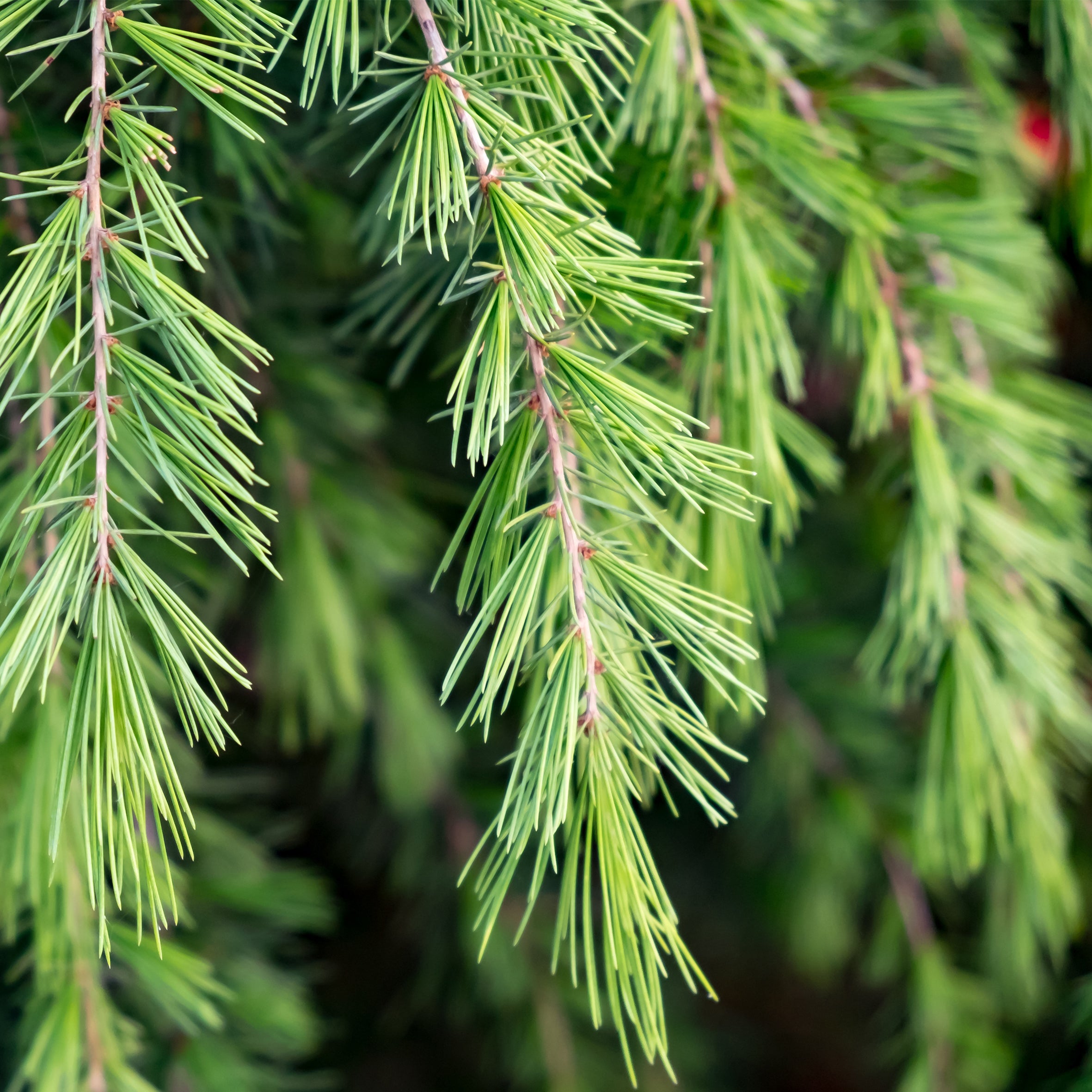 Christmas Cedar Fragrance Oil