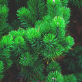 Christmas Pine Fragrance Oil (PF)