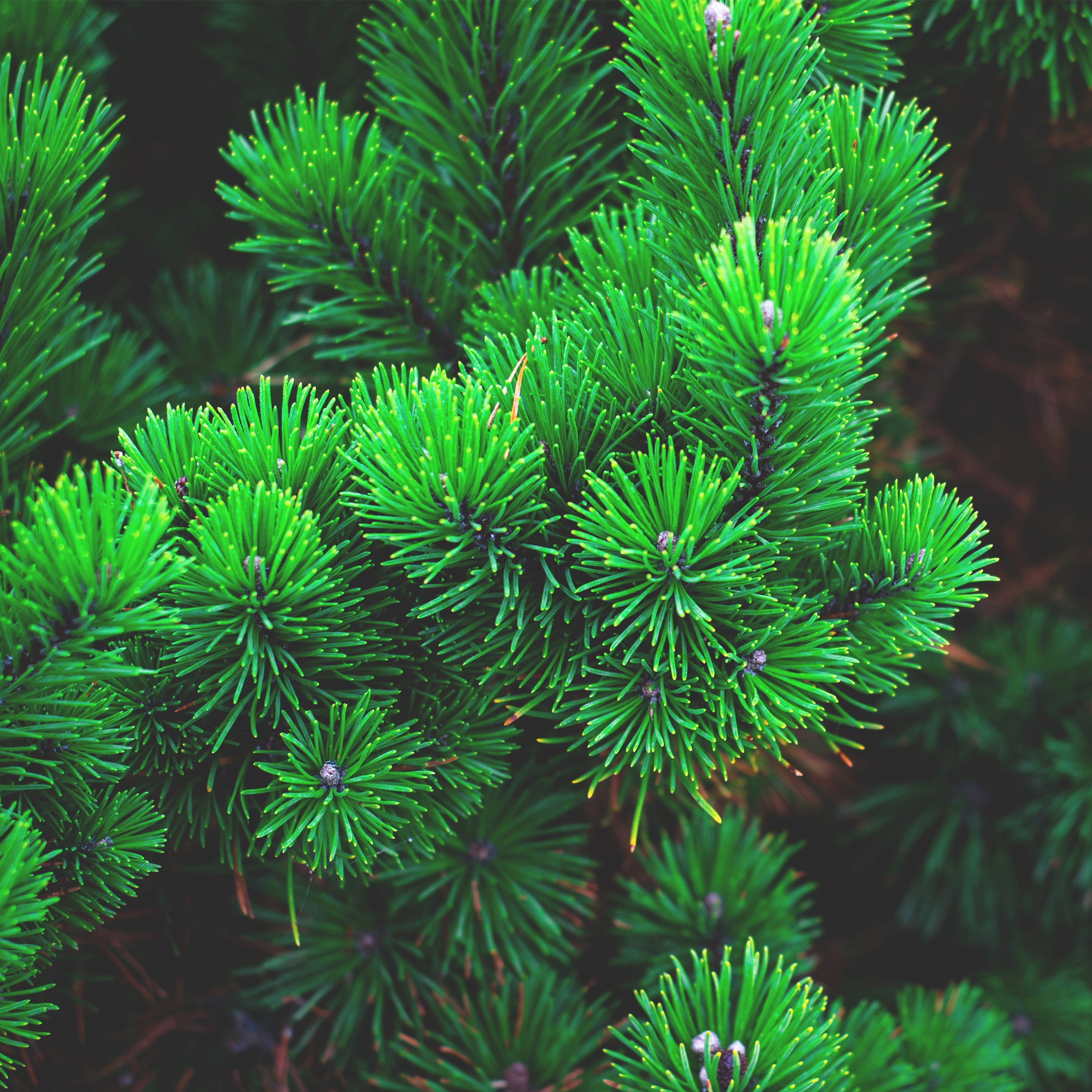Christmas Pine Fragrance Oil (PF)