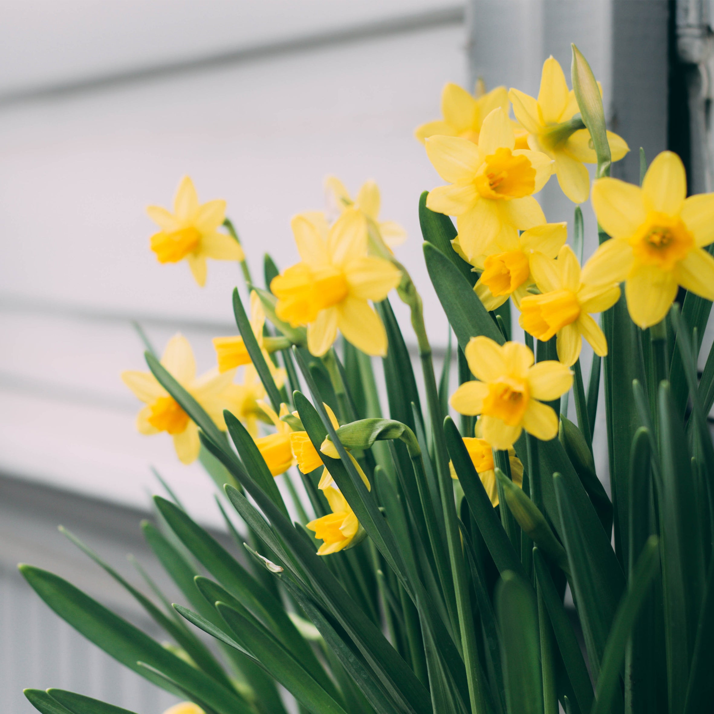 Daffodil Fragrance Oil