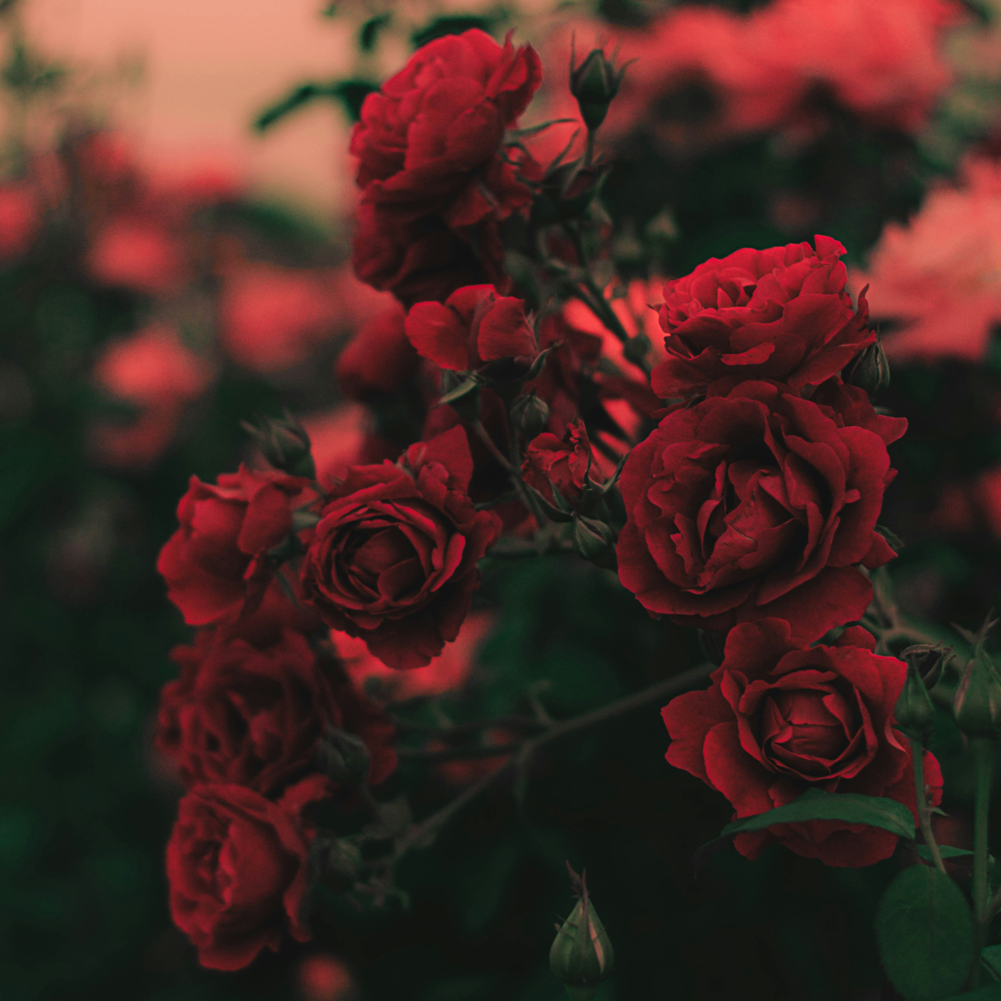 Damask Rose Fragrance Oil