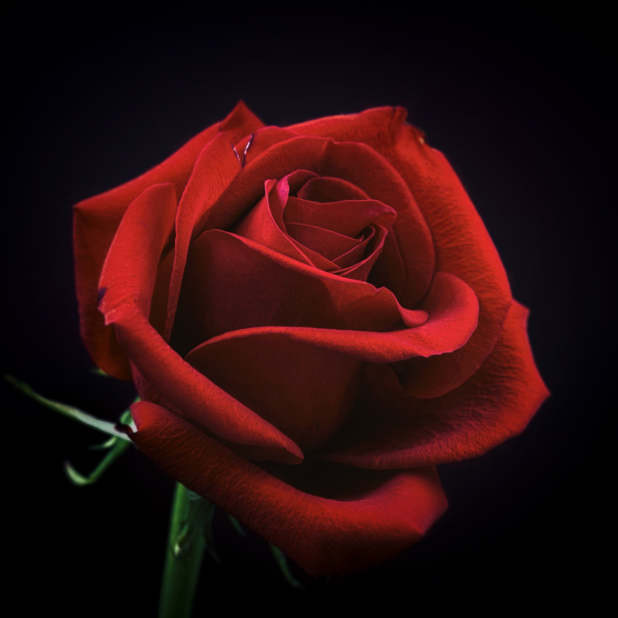 English Rose Fragrance Oil (PF)