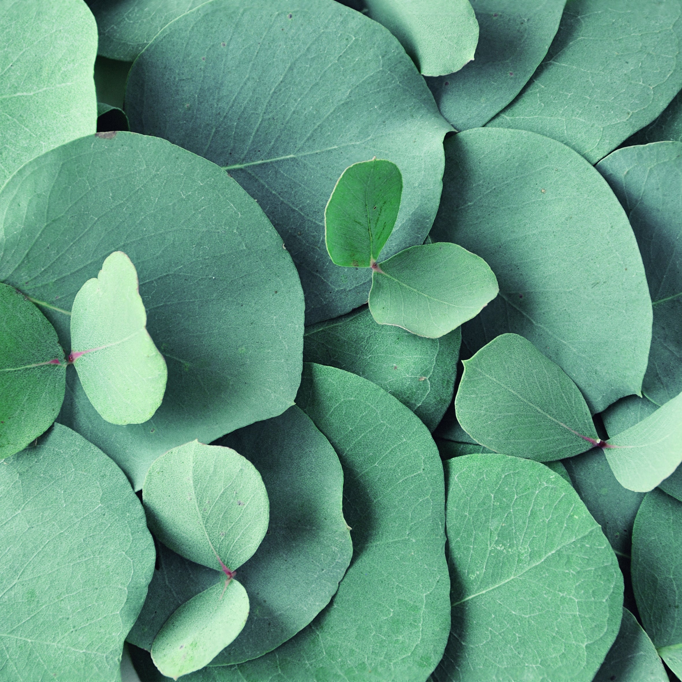 Eucalyptus Fragrance Oil