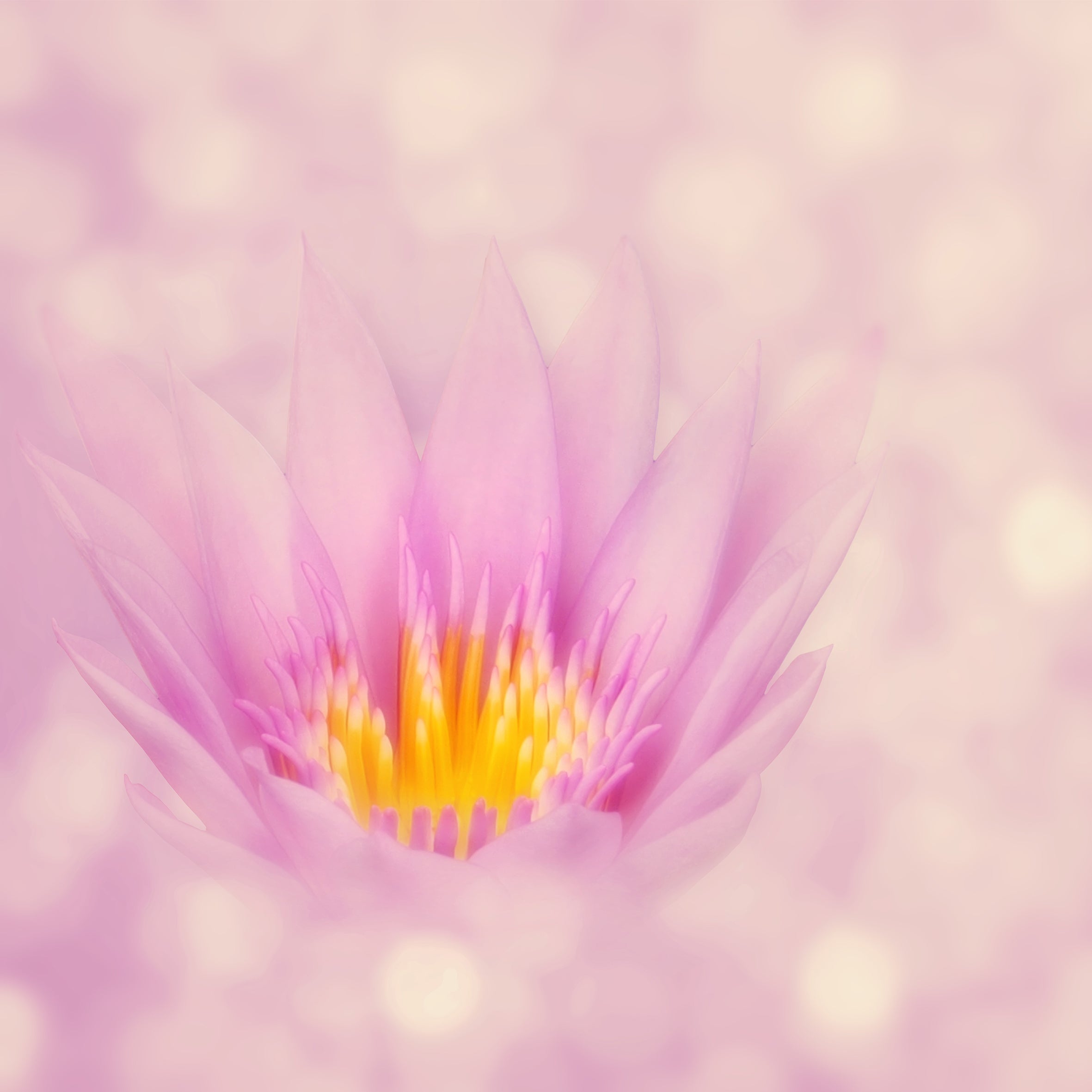 Fairy Magic Fragrance Oil (PF)