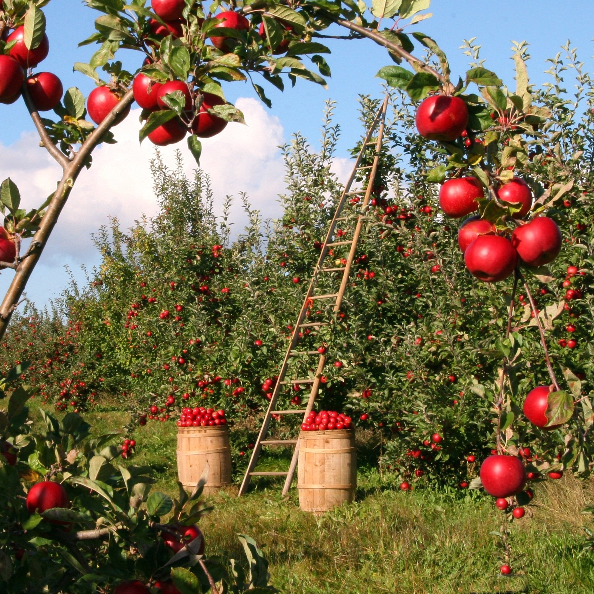 Forest Fruit Fragrance Oil (PF)