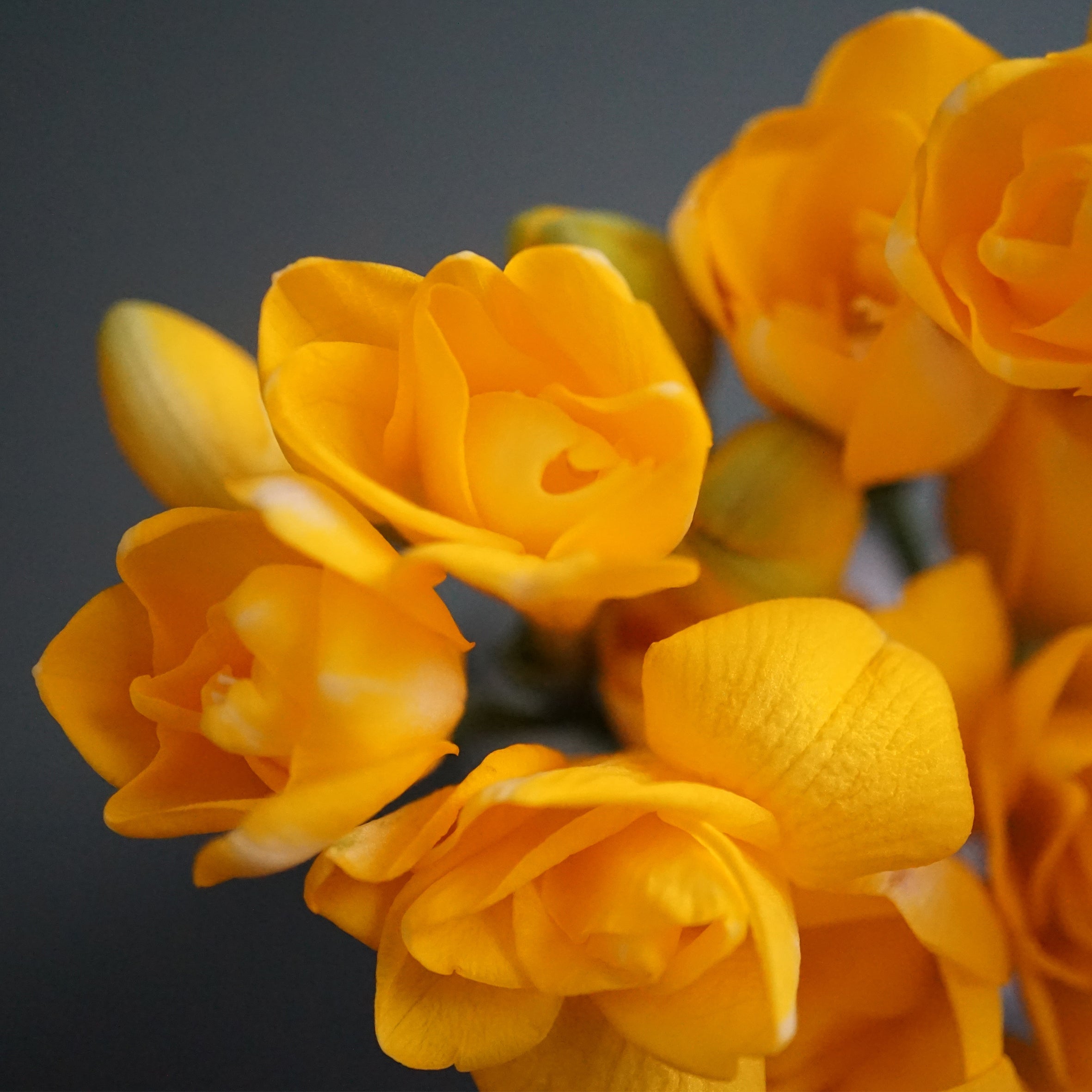 Freesias Fragrance Oil (PF)