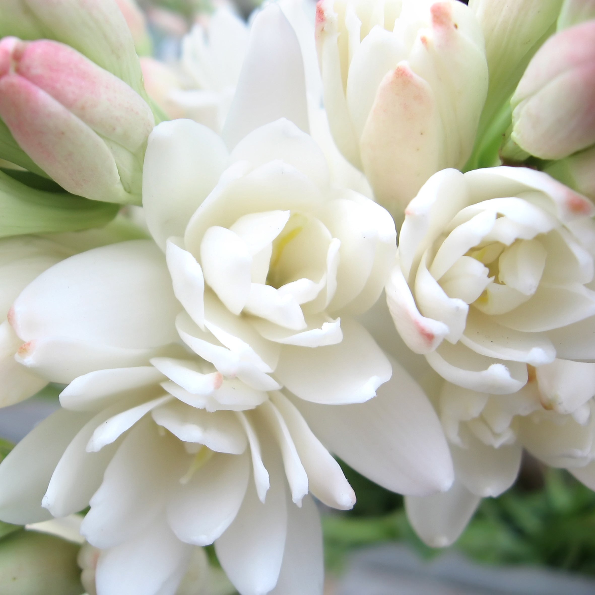 Fresh Tuberose & Peony Fragrance Oil (PF)
