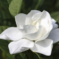 Gardenia Fragrance Oil