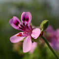 Geranium Fragrance Oil