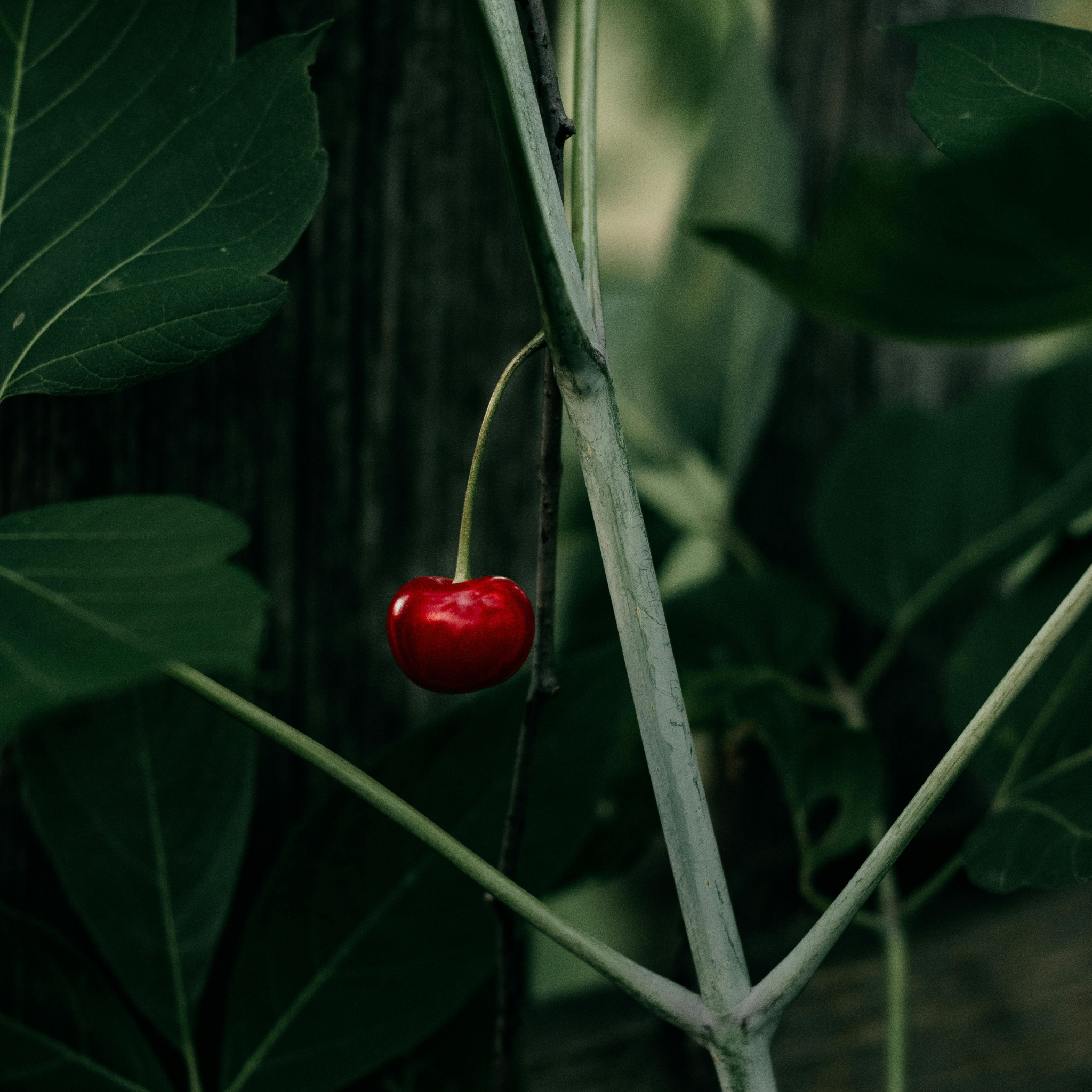 Hidden Cherry Fragrance Oil (PF)