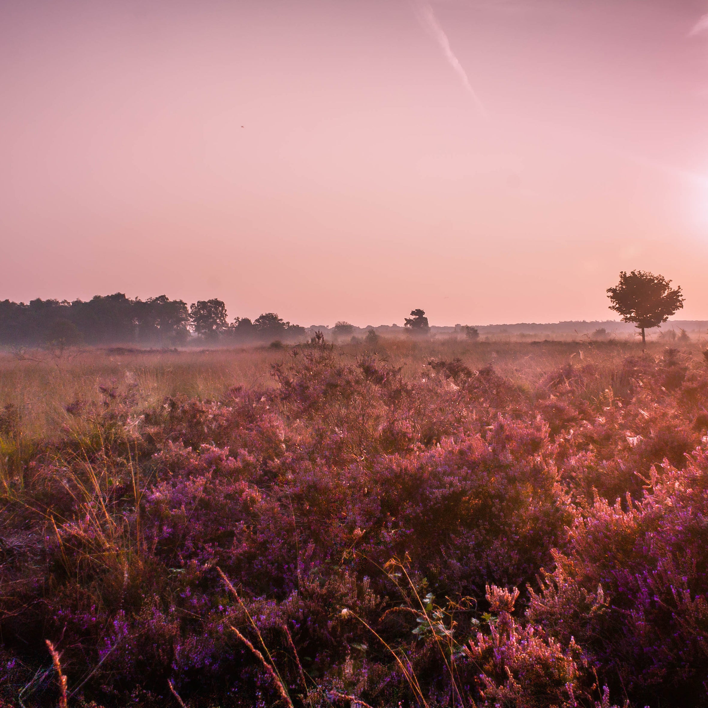 Highland Heather Fragrance Oil
