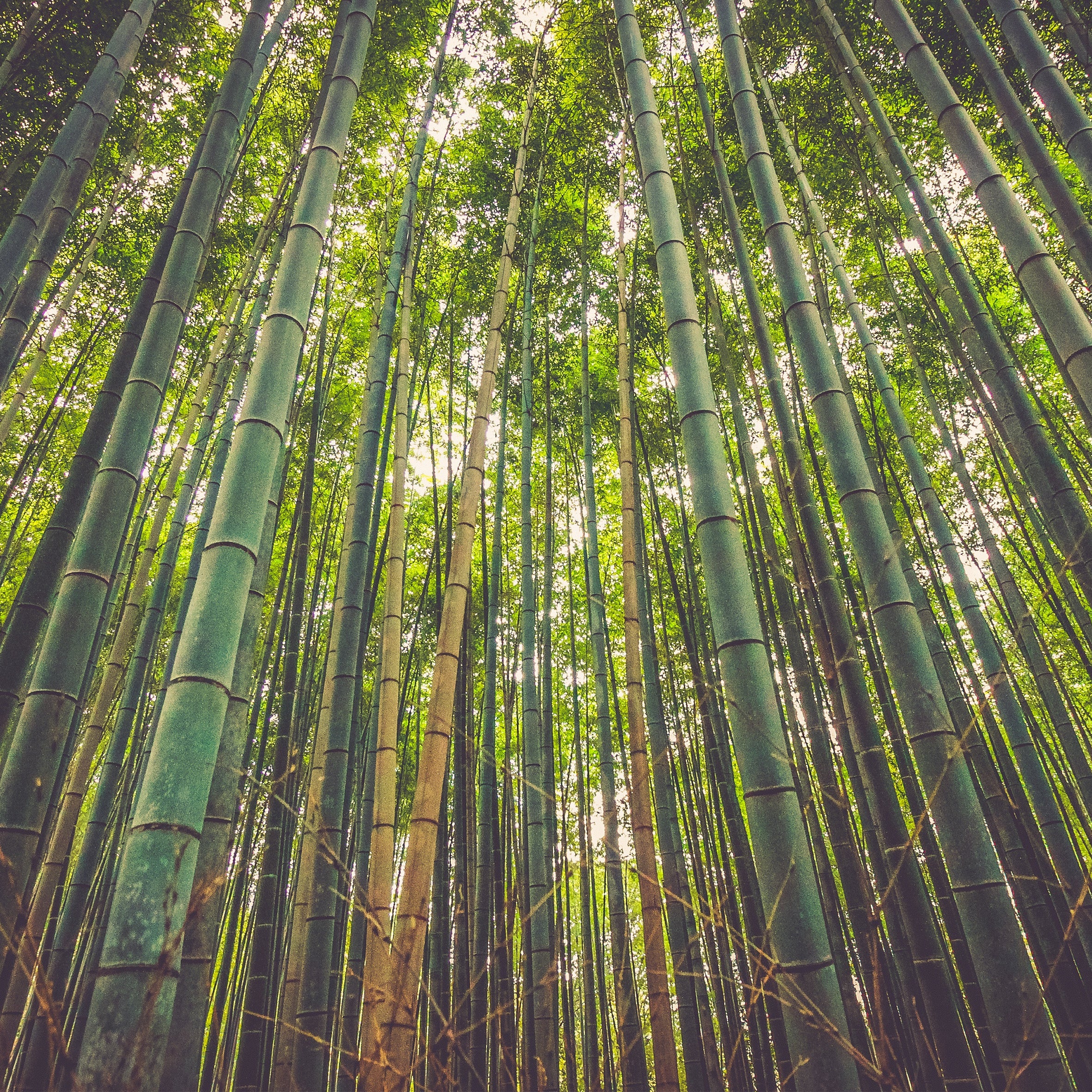 Himalayan Bamboo Fragrance Oil (PF)