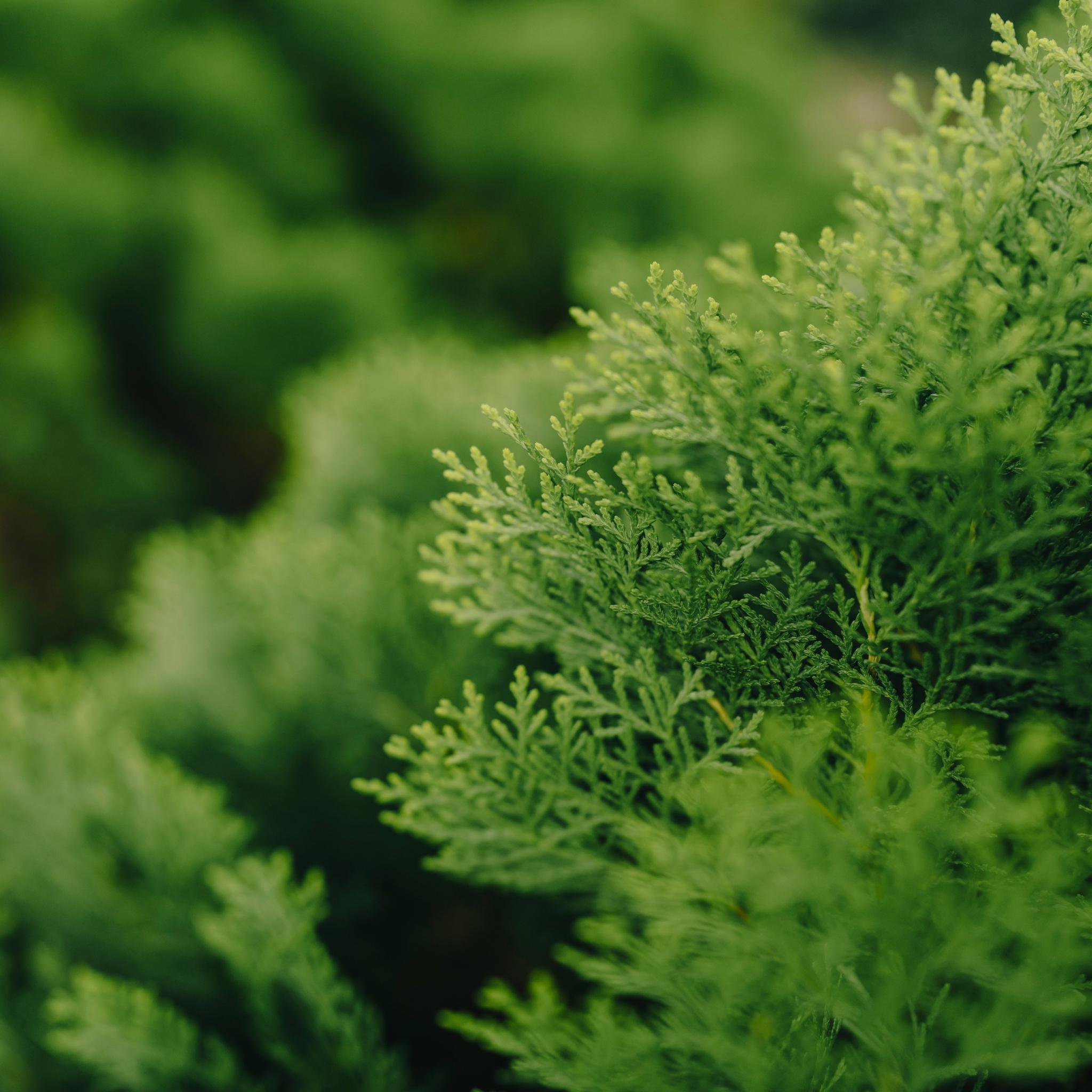 Hinoki Cypress Fragrance Oil