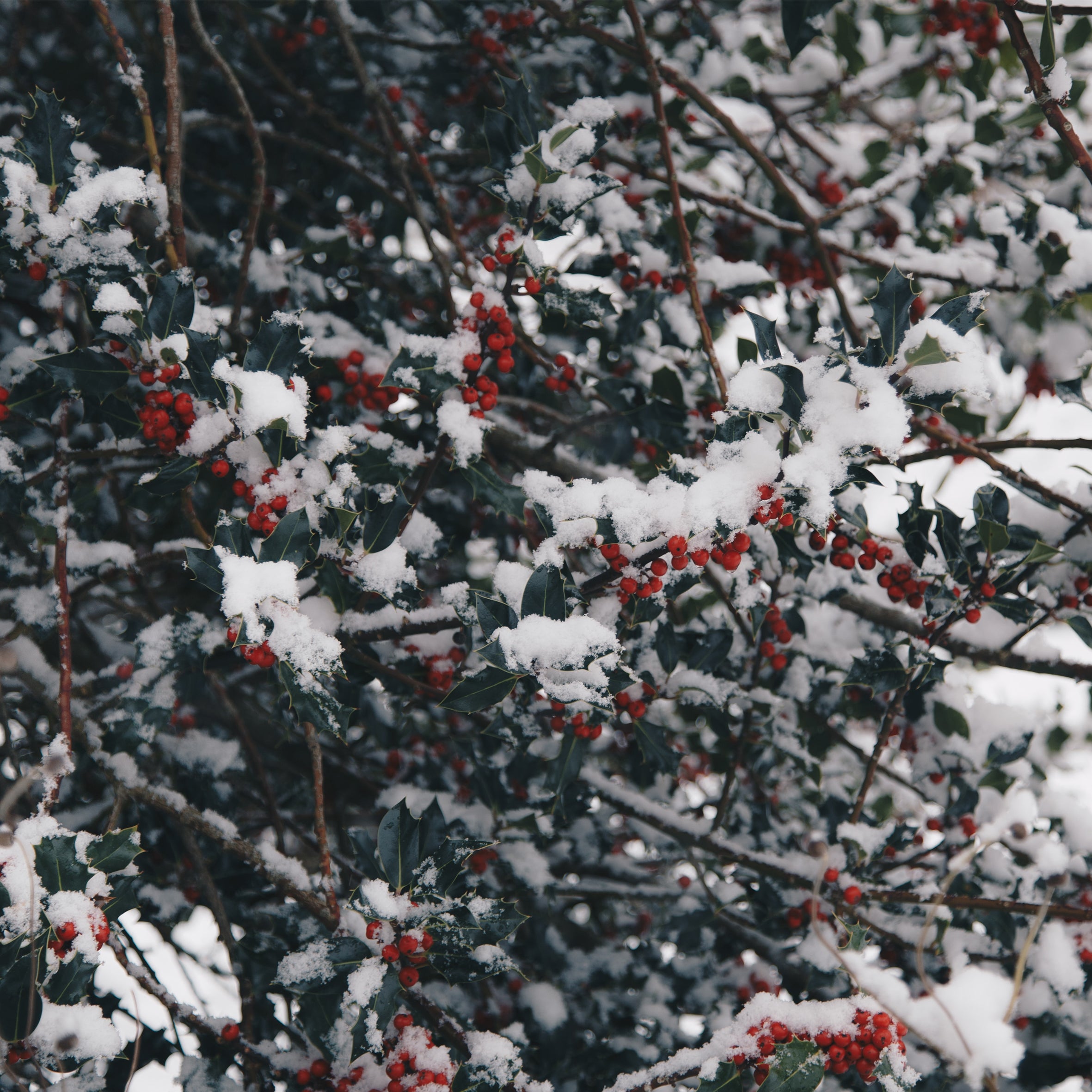 Hollyberry Fragrance Oil (PF)