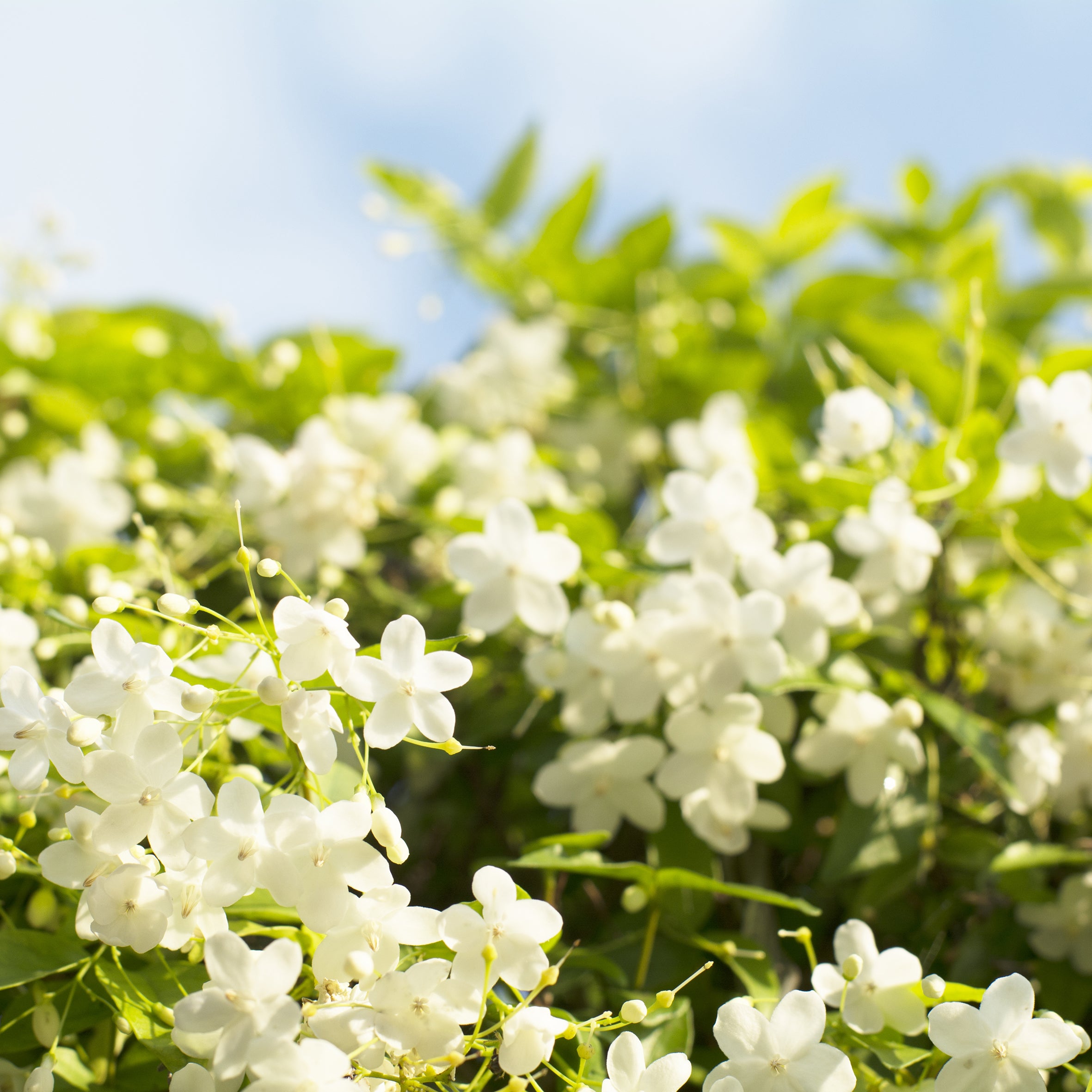 Honeysuckle Jasmine Fragrance Oil (PF)