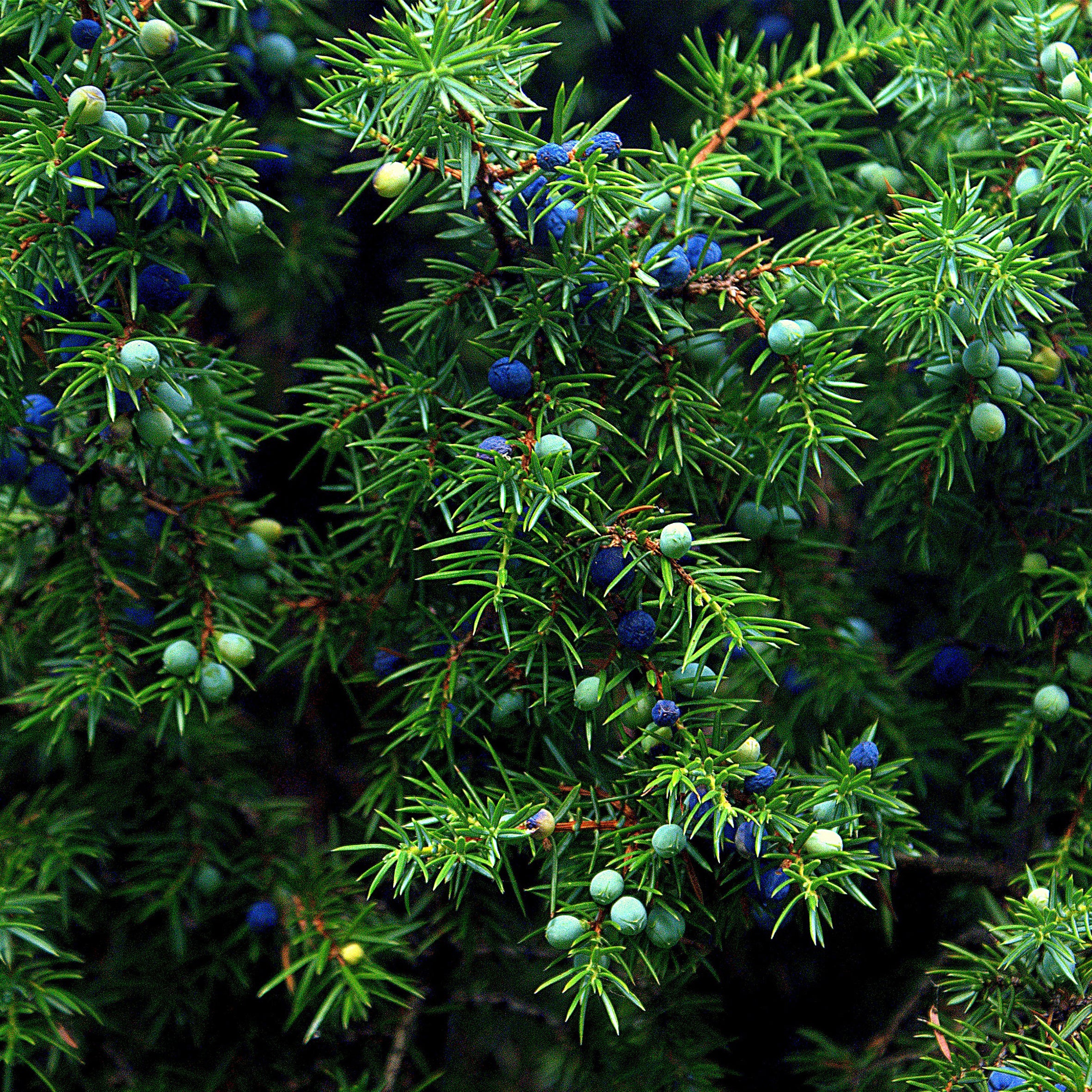 Juniper Breeze Fragrance Oil (PF)