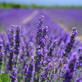 Lavender Fragrance Oil (PF)