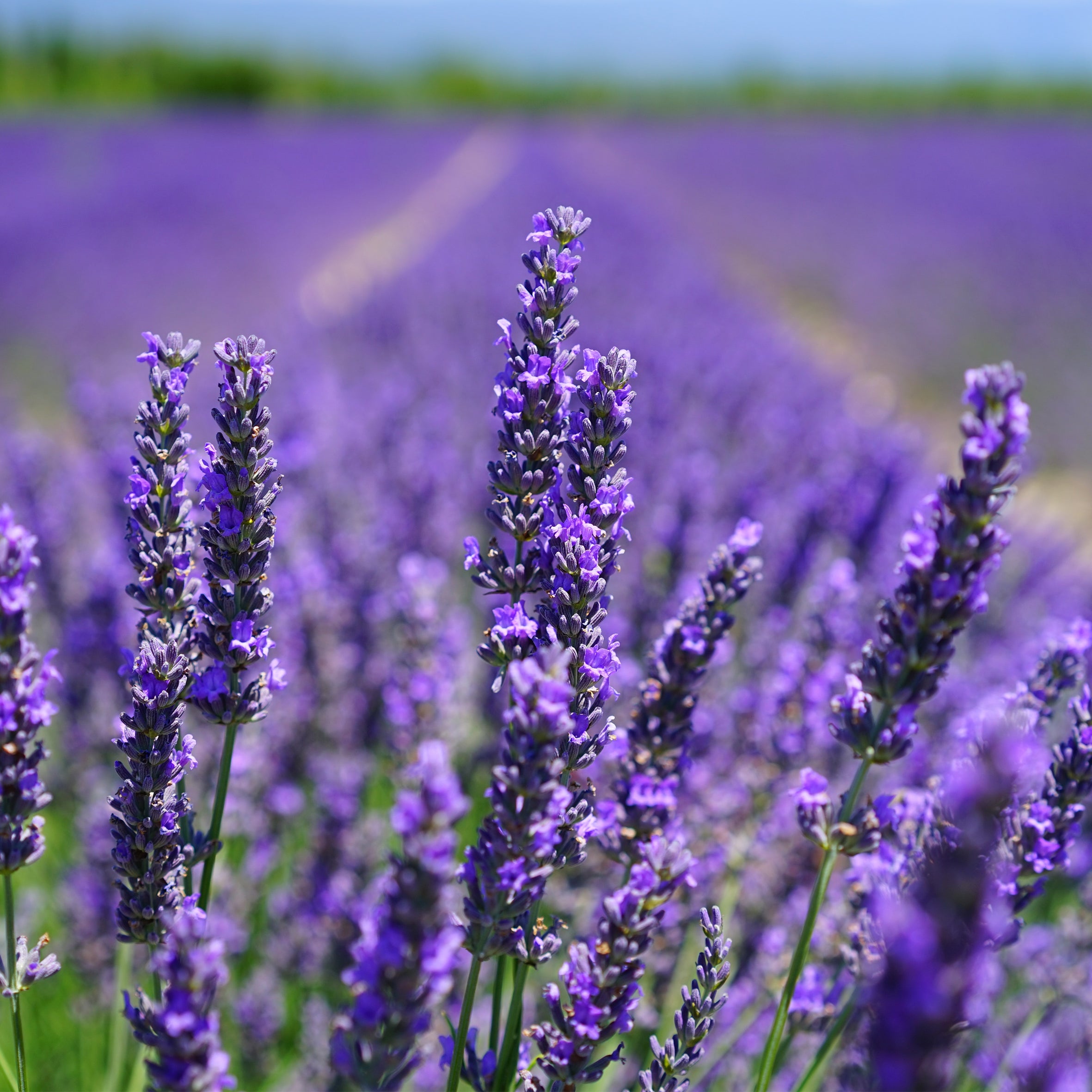Lavender Fragrance Oil (PF)