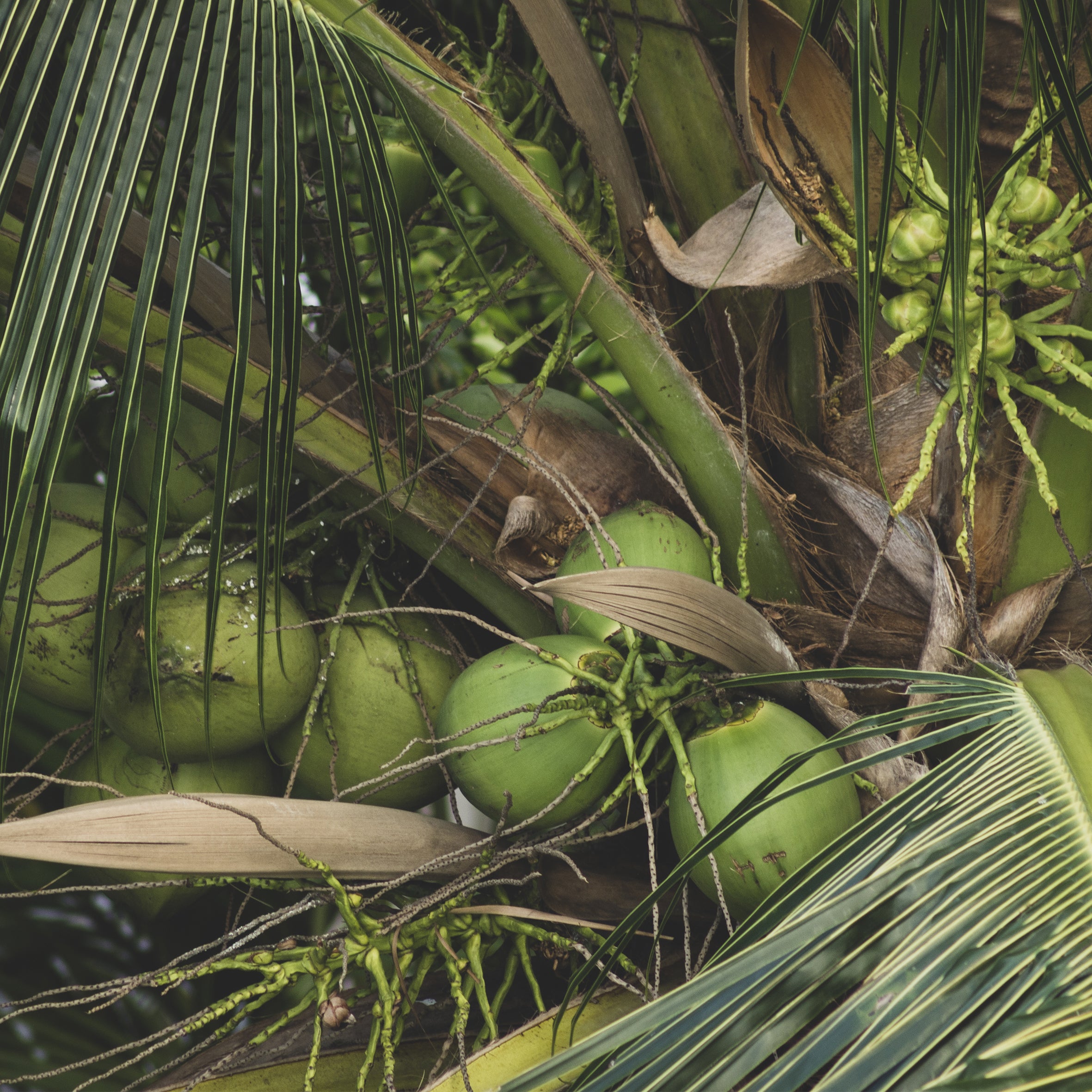 Lemongrass & Coconut Fragrance Oil (PF)