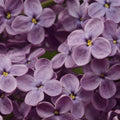 Lilac Fragrance Oil (PF)
