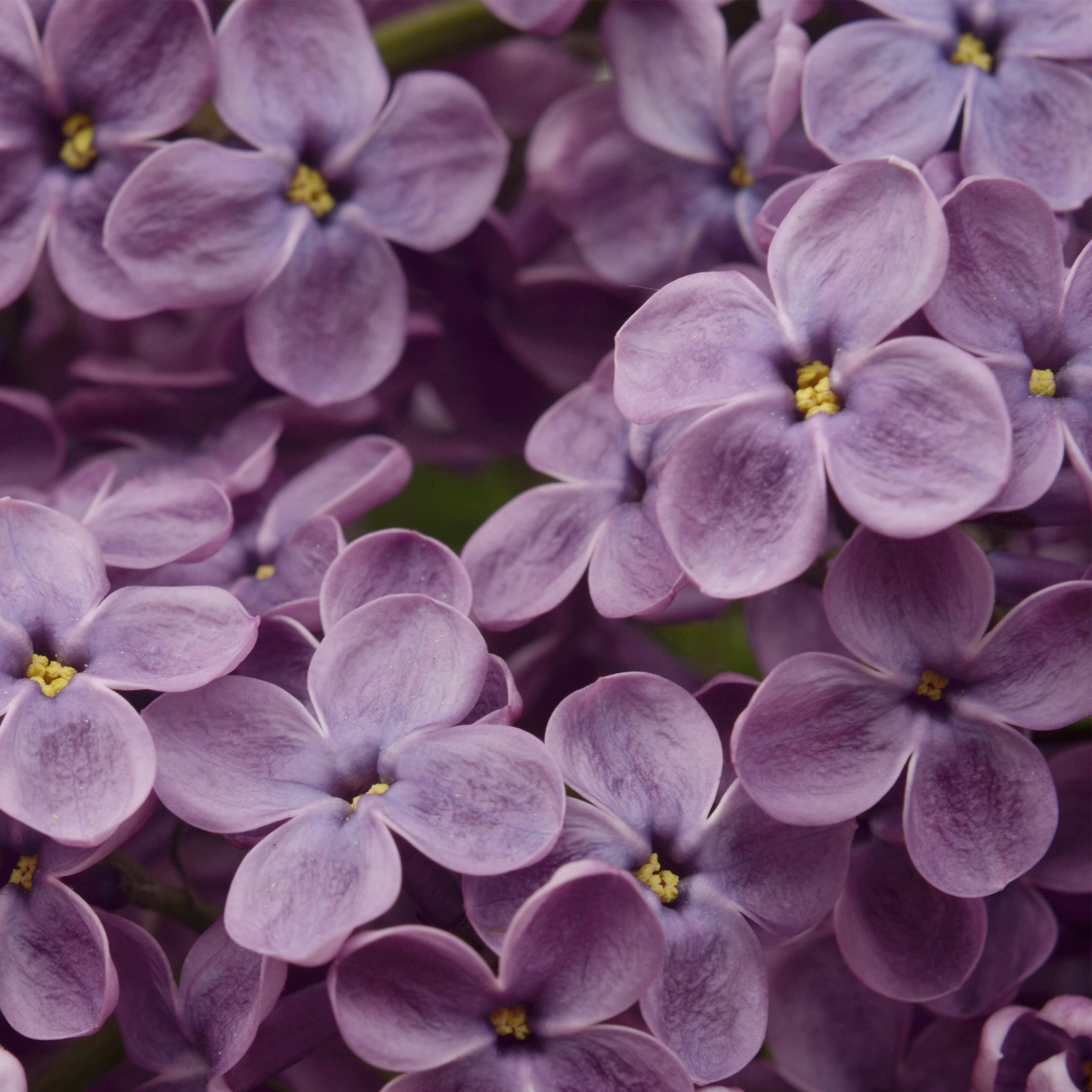 Lilac Fragrance Oil (PF)