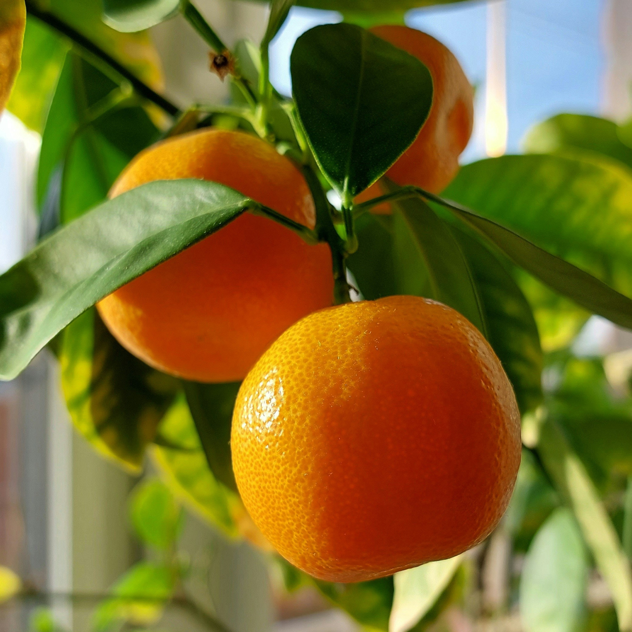 Mandarin Monoi Fragrance Oil (PF)