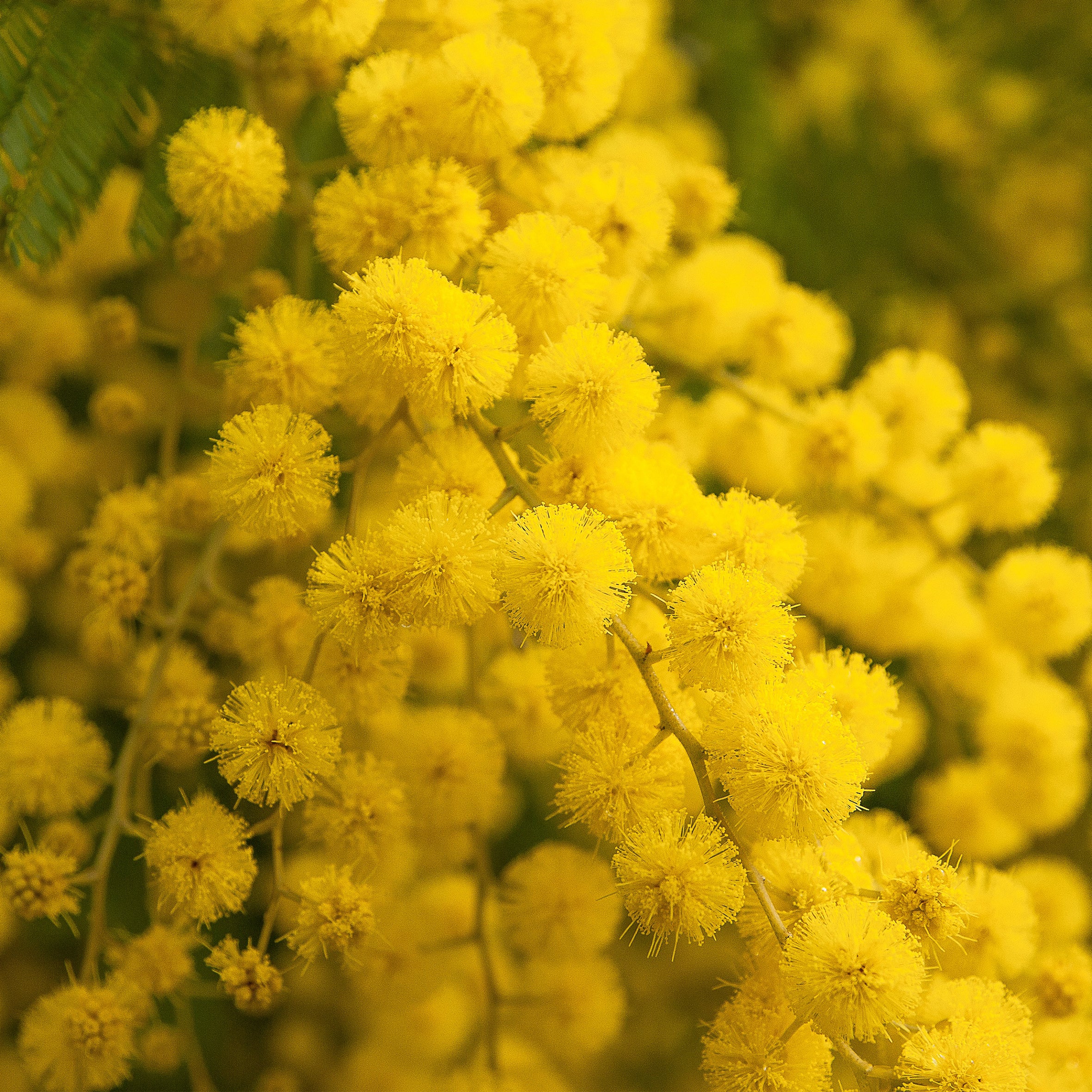 Mimosa Fragrance Oil