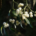 Mistletoe Fragrance Oil (PF)