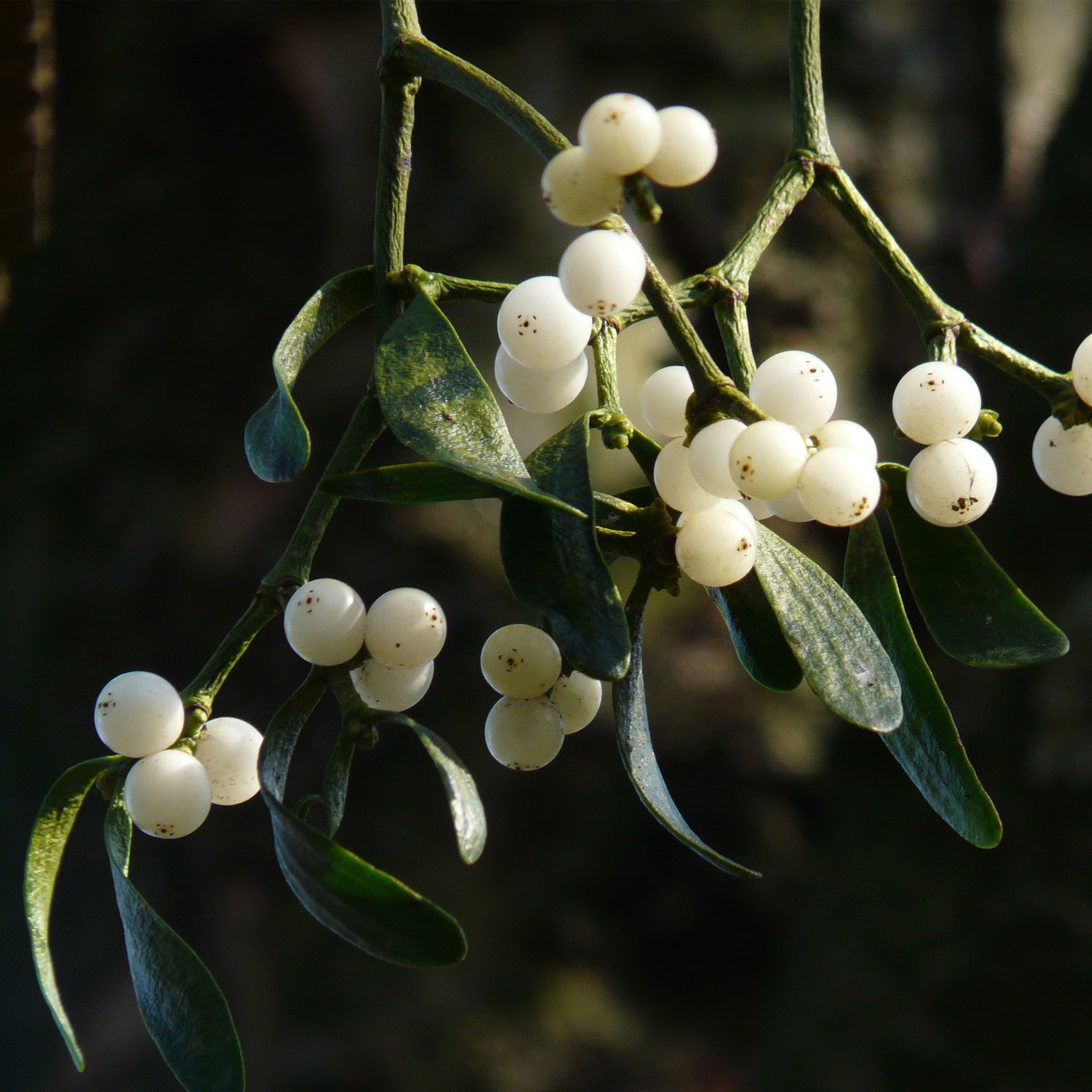 Mistletoe Fragrance Oil (PF)