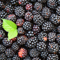 Mulberry Fragrance Oil (PF)